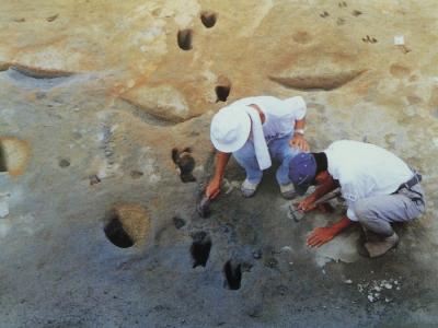 アケボノゾウの足跡化石発見④