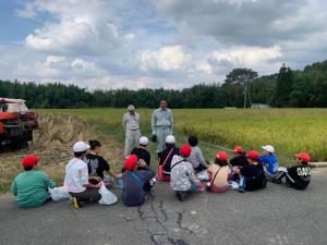 東条小稲刈り