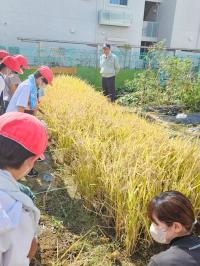 小学校奇跡の復興米稲刈りの様子
