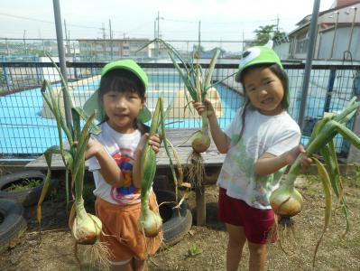 玉ねぎ３
