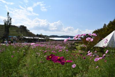 サバーファームお花畑のコスモスの写真