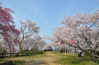 滝谷公園で桜が咲いている風景の写真