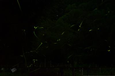 ホタル